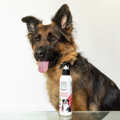 Chien qui pose avec une lotion anti puces et tiques