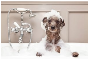 Chien avec du shampooing