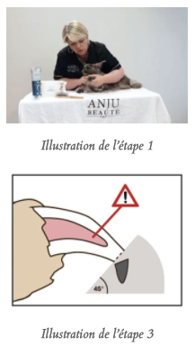 coupe des griffes d'un chat