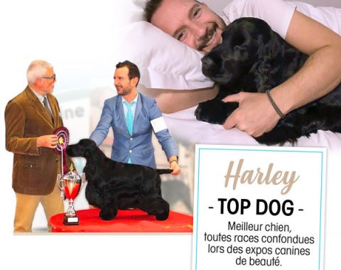 Hugues SCHUH Le Champion du Toilettage décroche le TOP DOG 2020 avec Harley !