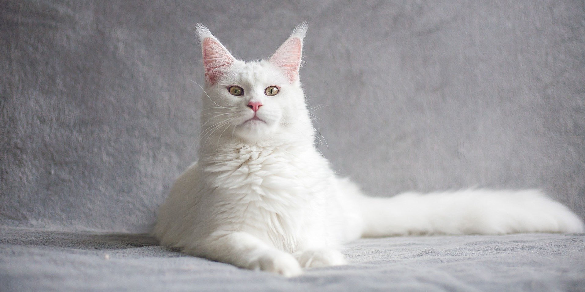 chat maine coon blanc