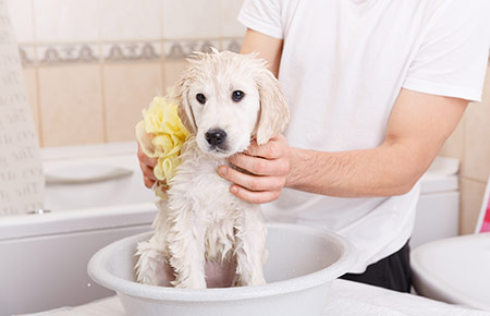 chiot dans une bassine