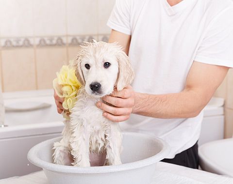 Comment habituer son chiot ou son chaton au toilettage ? 