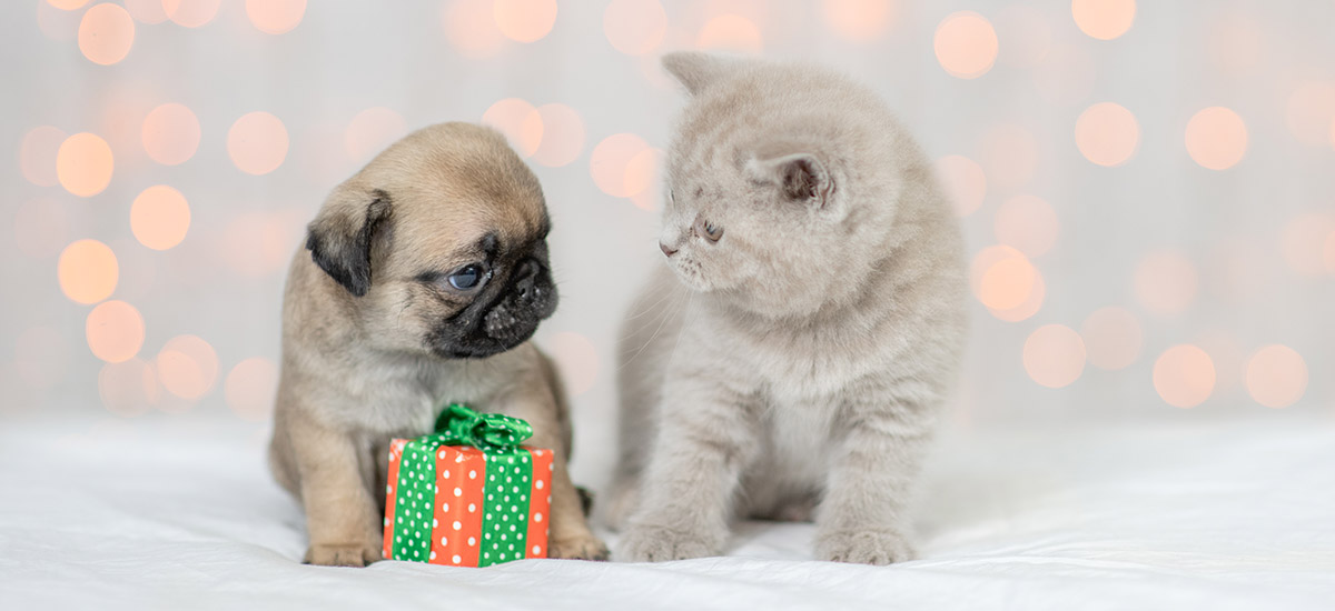 chiot et chaton devant un cadeau