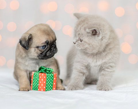 La sélection cadeaux 100% bien-être pour chiens et chats