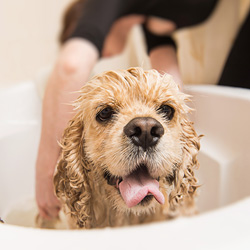 chien dans une baignoire