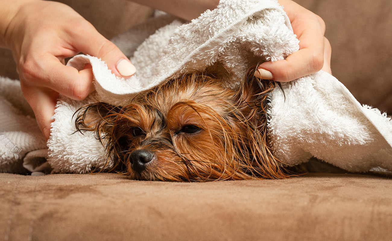 Serviette pour Chiens  Sécher son chien après le bain