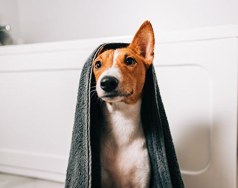 7 erreurs à éviter lors du toilettage des chiens et des chats à la maison