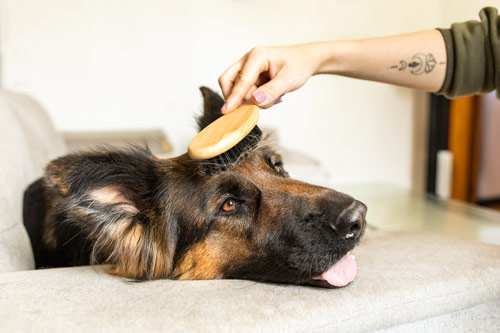 Beauté poils et toilettage - chien