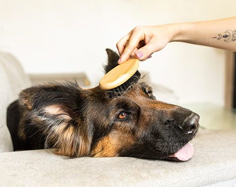 Les bienfaits du toilettage : comment préserver la santé de votre animal ?